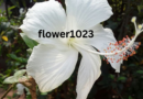 flower1023