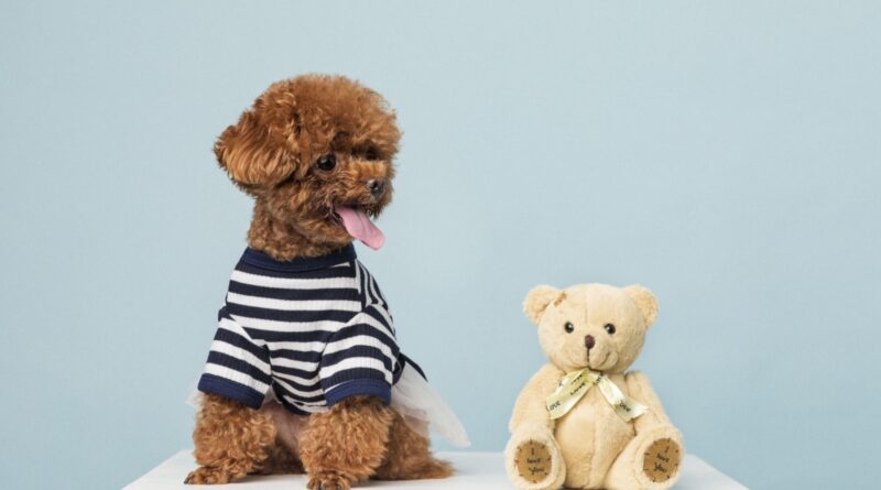 Teddy Bear Dogs: The Perfect Cuddly Companion